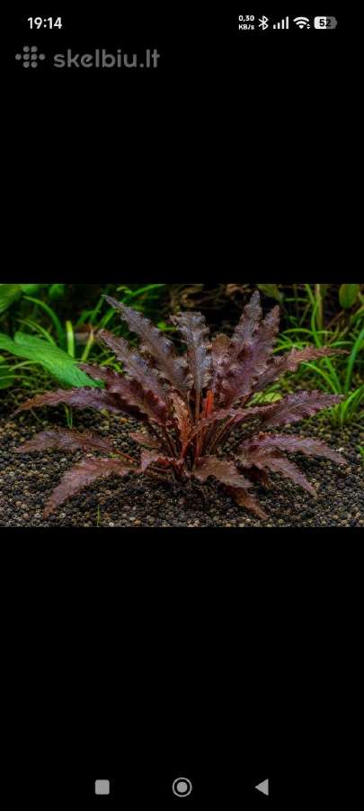 Ieškau Akvariumo augalu - nuotraukos Nr. 2
