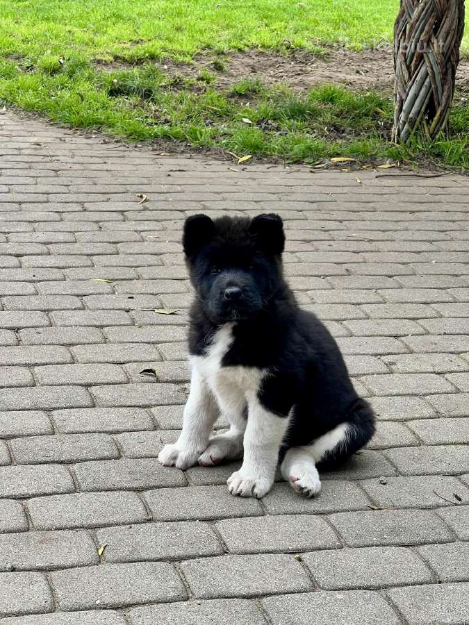 Amerikiečių Akita šuniukai - nuotraukos Nr. 3