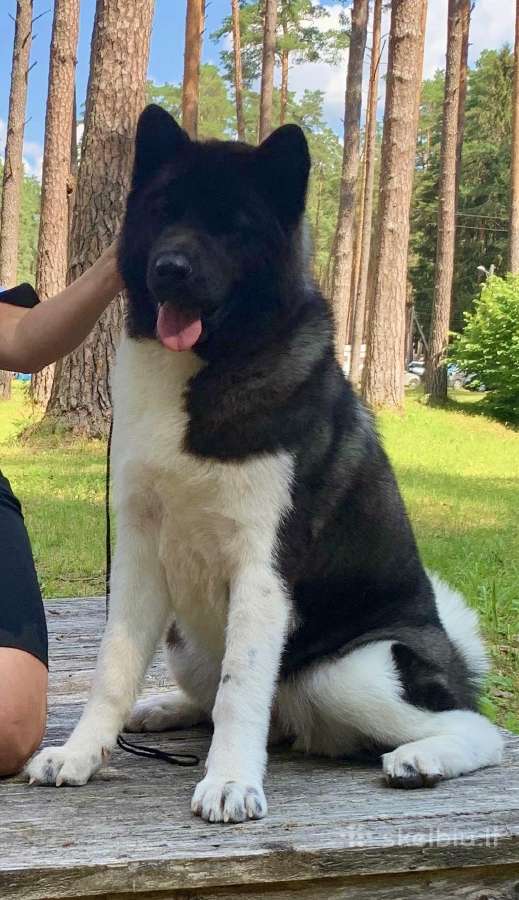Amerikiečių Akita šuniukai - nuotraukos Nr. 6