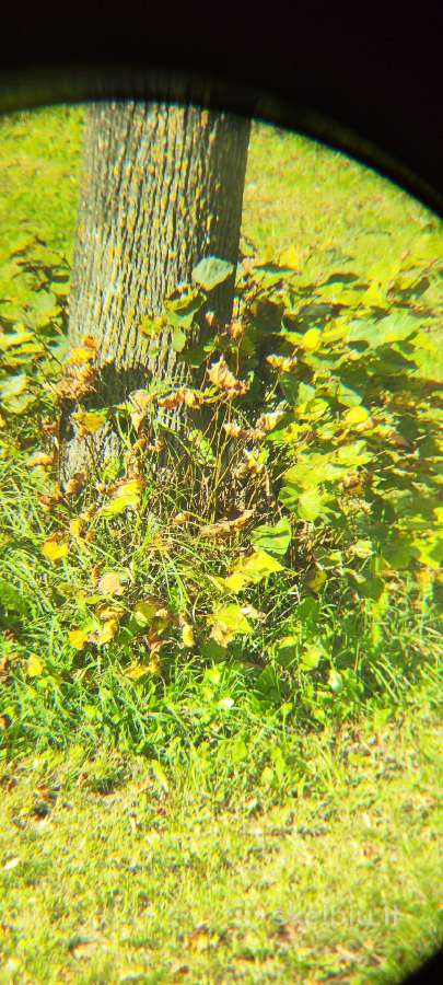 Tarybinis monoklis Zrt-460m 20x (зрт-460м) - nuotraukos Nr. 5