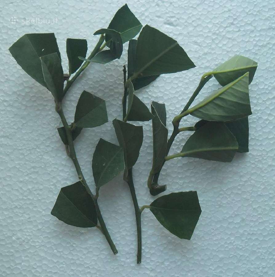 Kambarinis citrinmedis - nuotraukos Nr. 2