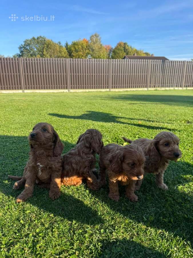 Cockapoo keturi berniukai - nuotraukos Nr. 8