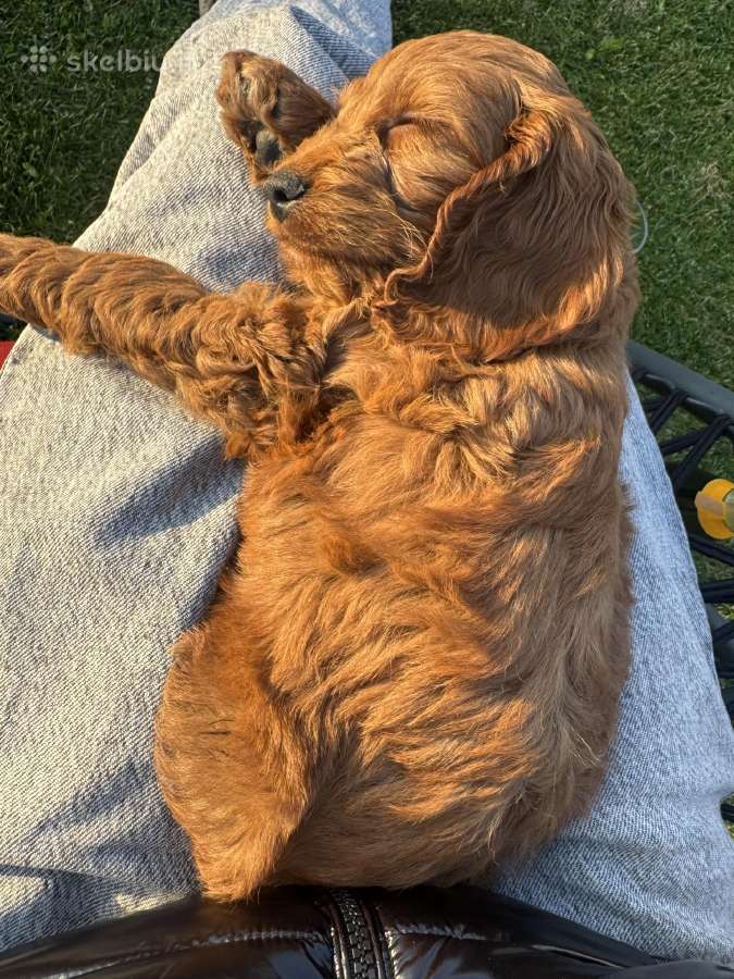 Cockapoo paskutinis berniukas - nuotraukos Nr. 5
