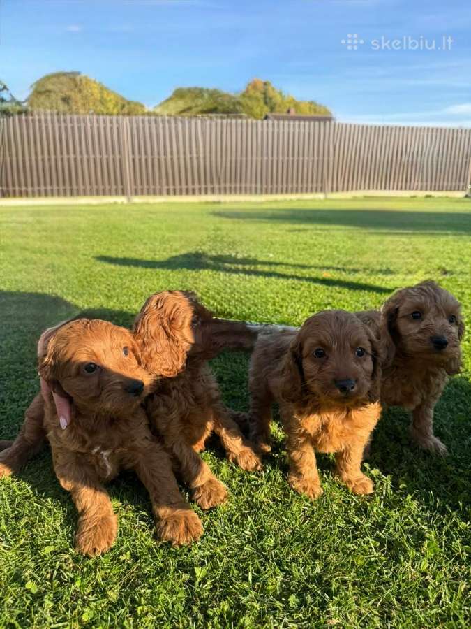 Cockapoo keturi berniukai - nuotraukos Nr. 10