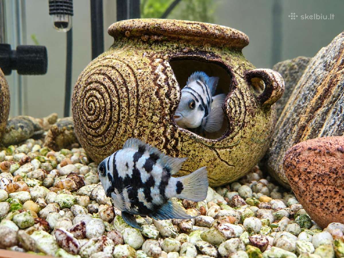 Parduodami ciklidai, Klaipėdos r. 10 eur/vnt - nuotraukos Nr. 6