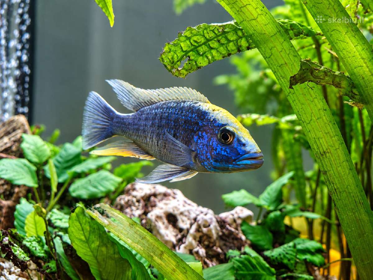 Parduodami ciklidai, Klaipėdos r. 10 eur/vnt - nuotraukos Nr. 3