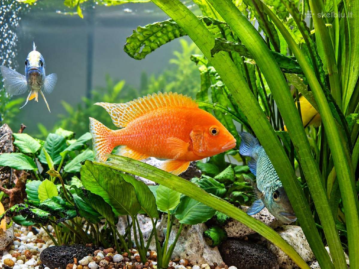 Parduodami ciklidai, Klaipėdos r. 10 eur/vnt - nuotraukos Nr. 4