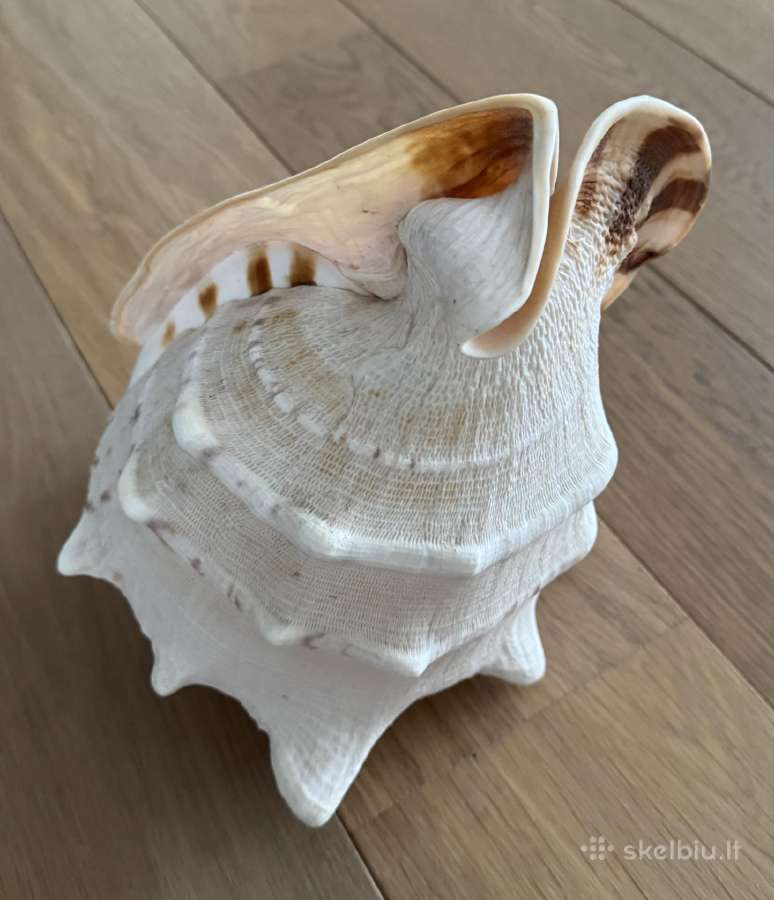 Cassis Cornuta Horned Helmet 29 cm jūrinė kriauklė - nuotraukos Nr. 2