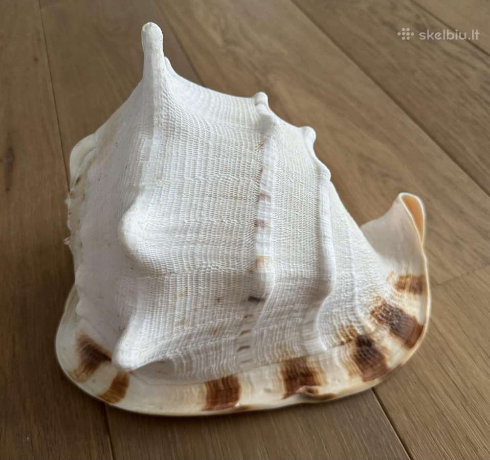 Cassis Cornuta Horned Helmet 29 cm jūrinė kriauklė - nuotraukos Nr. 4
