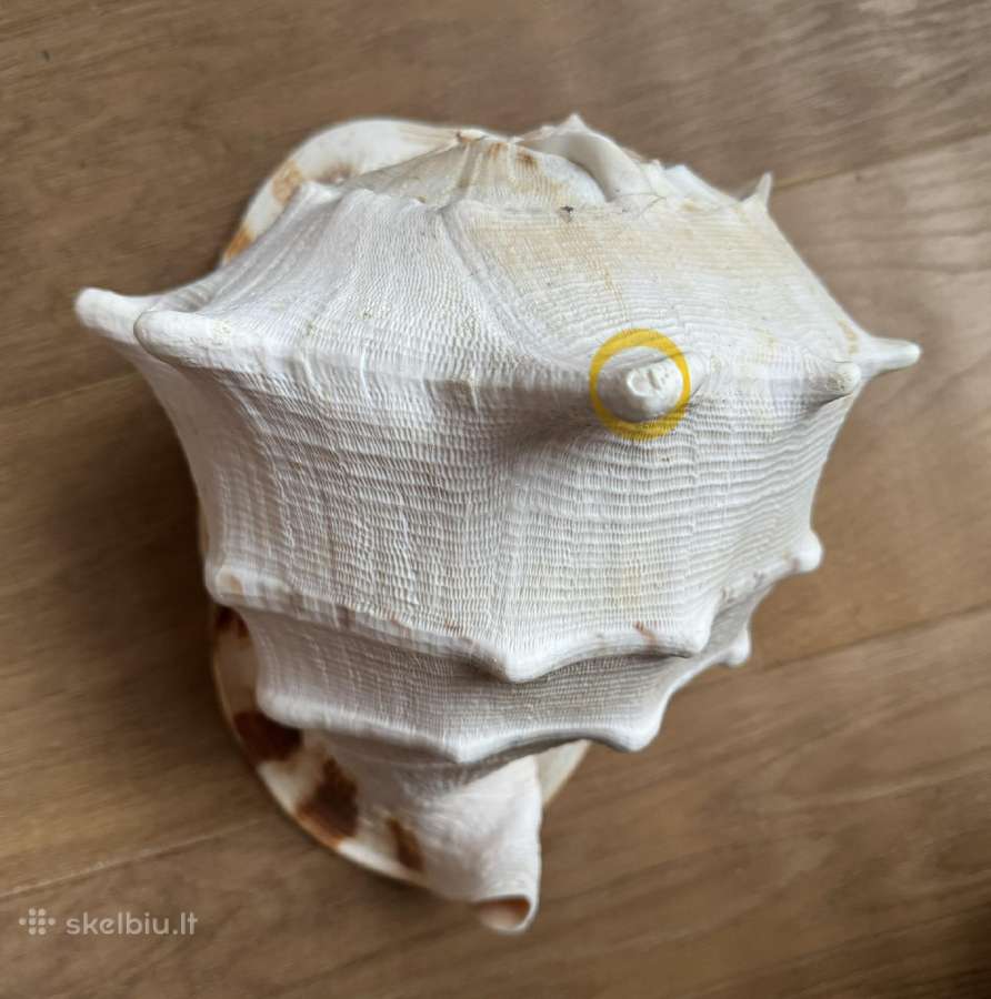 Cassis Cornuta Horned Helmet 29 cm jūrinė kriauklė - nuotraukos Nr. 6