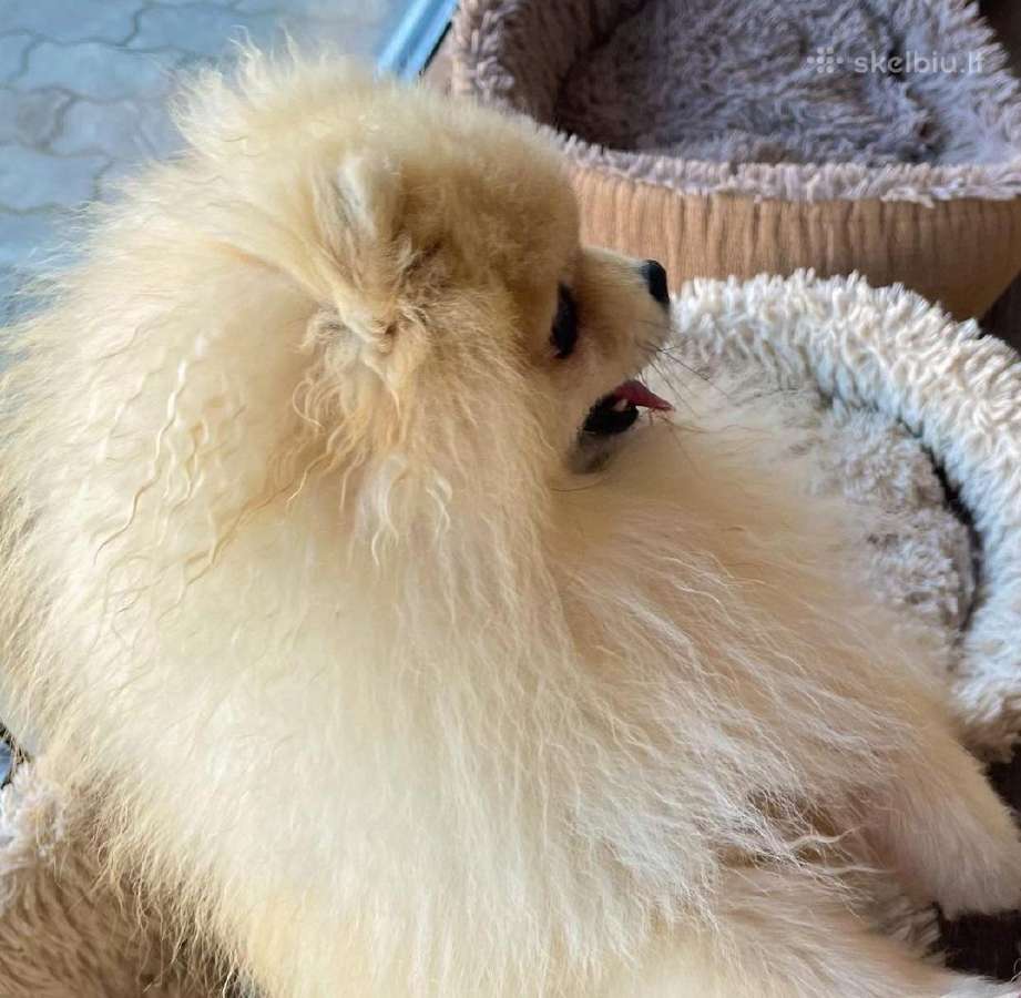 Vokiėčiu nykštuknis išpicas pomeranian - nuotraukos Nr. 3