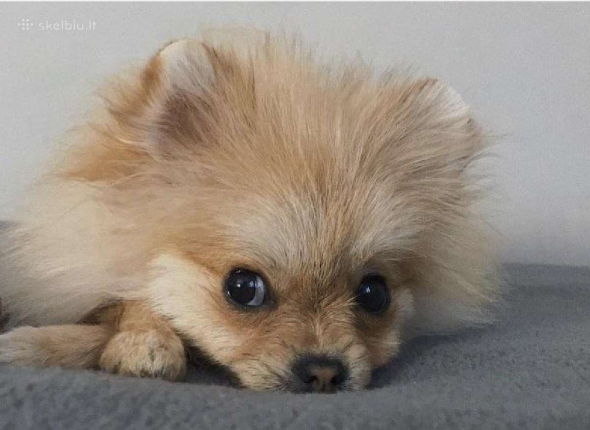 Vokiėčiu nykštuknis išpicas pomeranian - nuotraukos Nr. 4