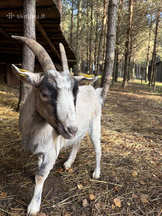 Parduodu ožkas - nuotraukos Nr. 3