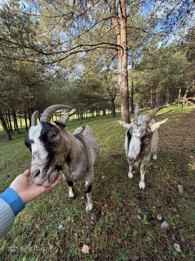 Parduodu ožkas - nuotraukos Nr. 5