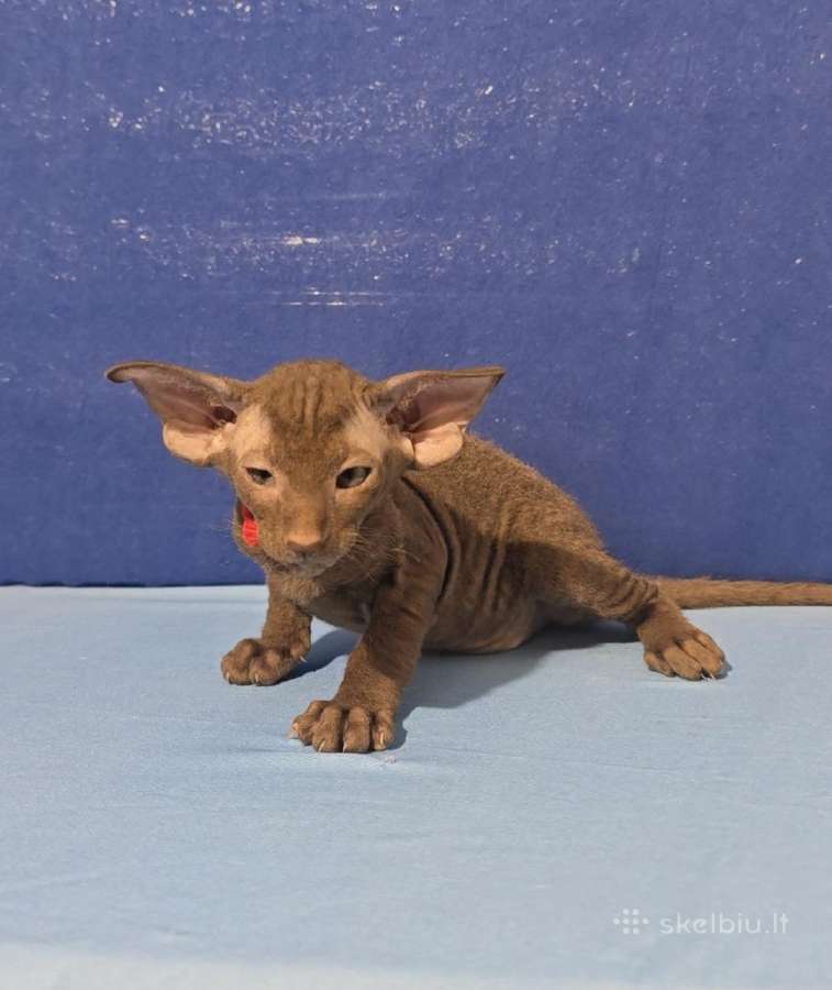 Peterbald veislės kačiukai - nuotraukos Nr. 2