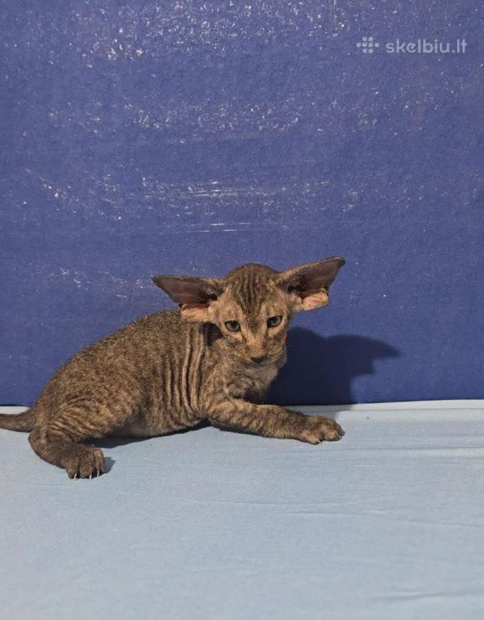 Peterbald veislės kačiukai - nuotraukos Nr. 3