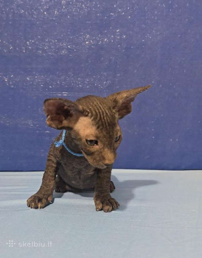 Peterbald veislės kačiukai - nuotraukos Nr. 4