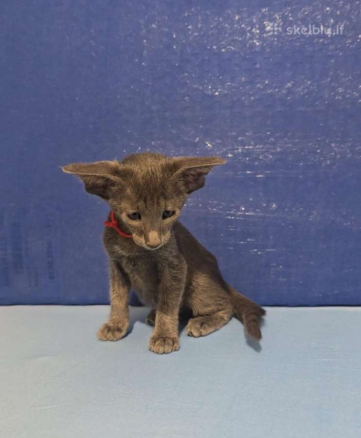 Peterbald veislės kačiukai - nuotraukos Nr. 5