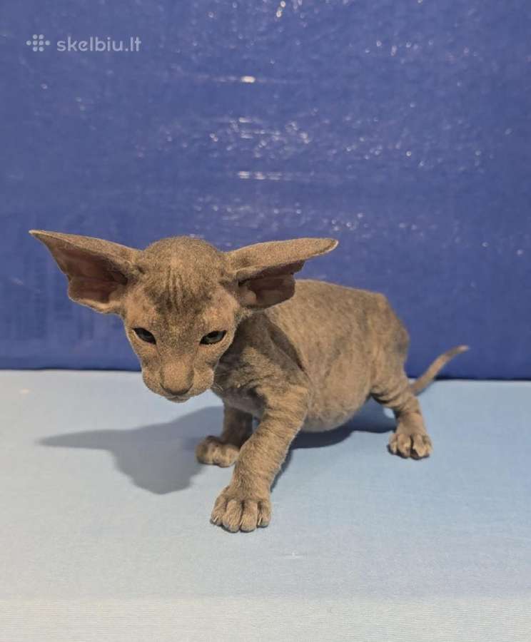 Peterbald veislės kačiukai - nuotraukos Nr. 6