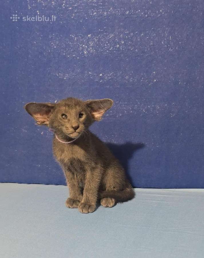 Peterbald veislės kačiukai - nuotraukos Nr. 7
