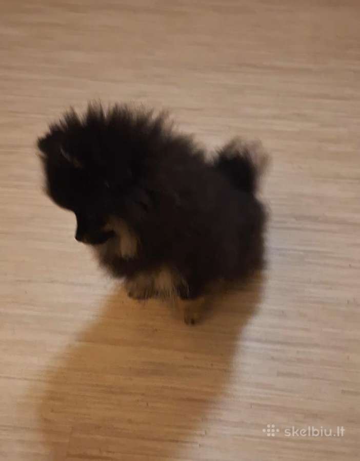 Vokiėčiu nykštukiniai špicai mini pomeranian - nuotraukos Nr. 4