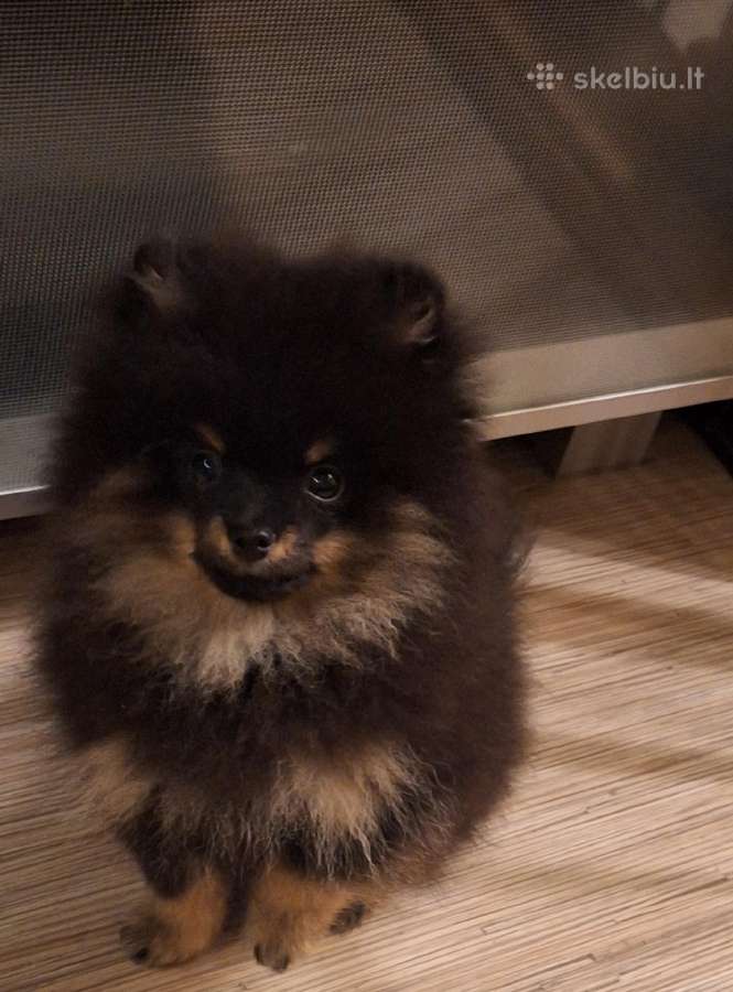 Vokiėčiu nykštukiniai špicai mini pomeranian - nuotraukos Nr. 3