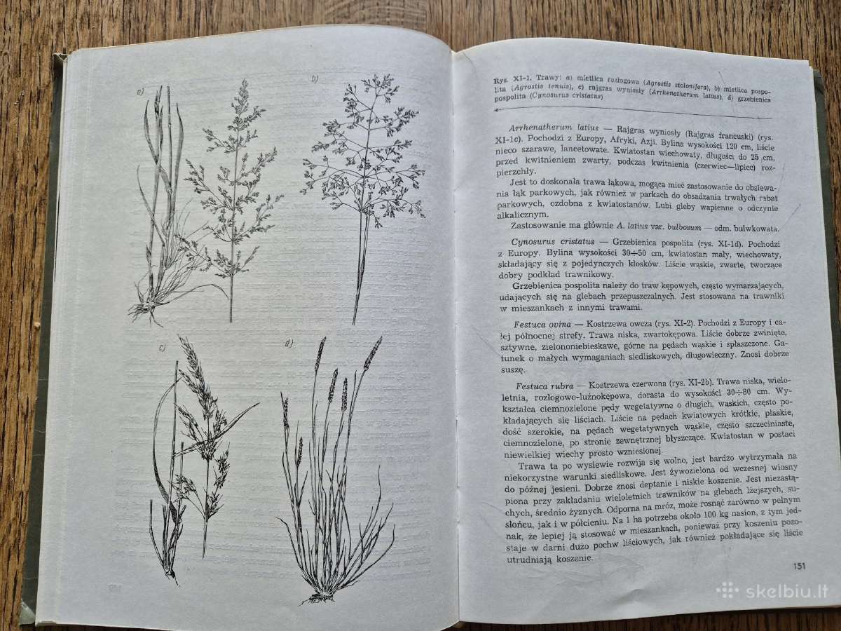 Rośliny ozdobne dla technikum terenw zieleni - nuotraukos Nr. 7