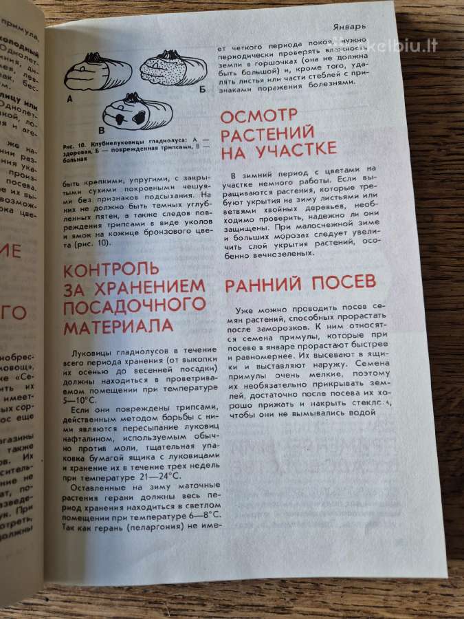 Год на садовом участке (rusų k.) - nuotraukos Nr. 11