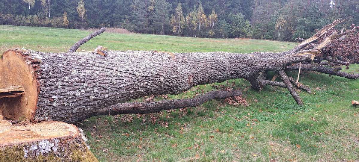 Ąžuolinės malkos ir ąžuolo rąstai. - nuotraukos Nr. 2