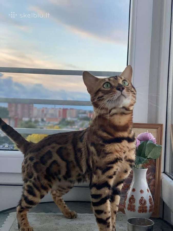 Dovanojamas kilmingas bengalas - nuotraukos Nr. 2