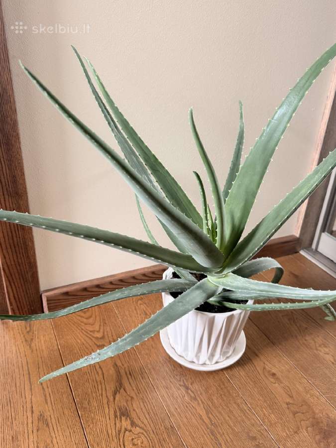 Vaistinis Aloe Vera - nuotraukos Nr. 2