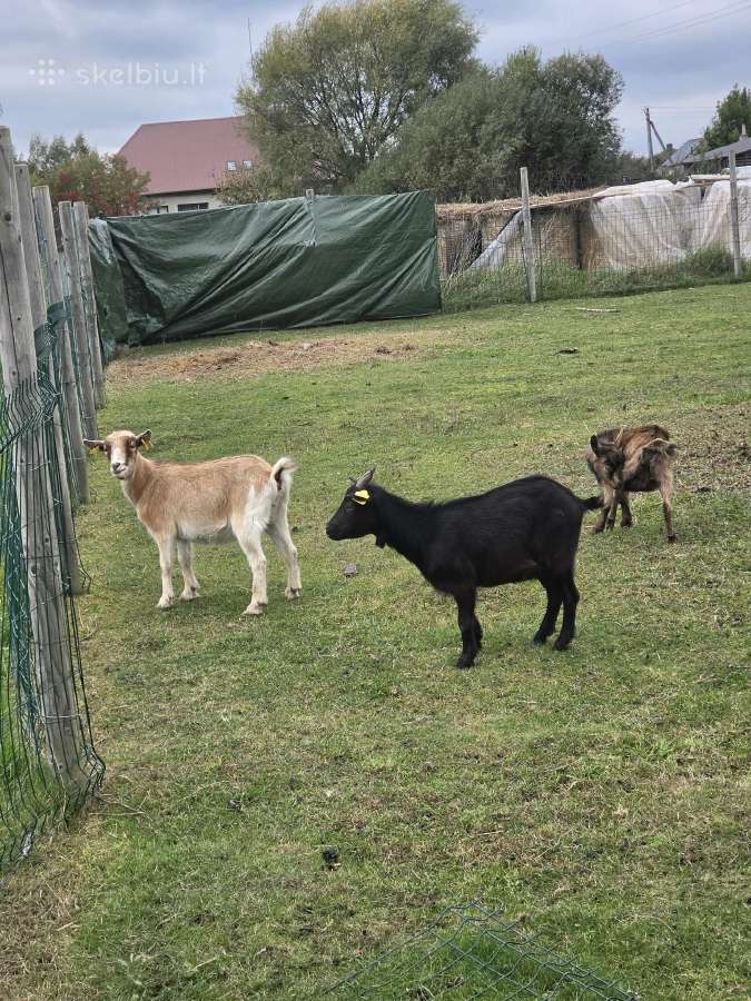 Mini ožkos ir ožiai - nuotraukos Nr. 5