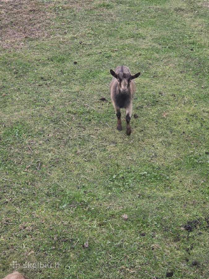 Mini ožkos ir ožiai - nuotraukos Nr. 6
