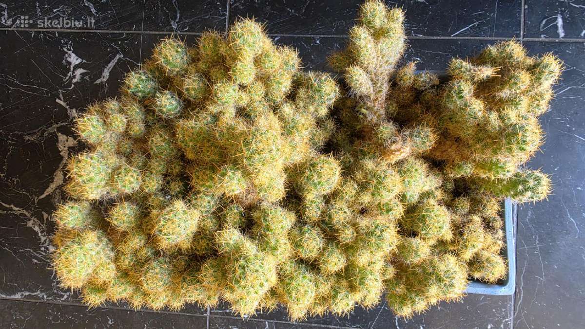 10 metų didelis kaktusas su keraminiu vazonu - nuotraukos Nr. 4