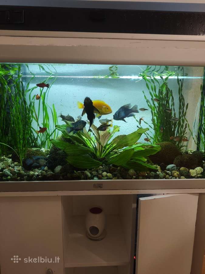 Akvariumas 160 litrų - nuotraukos Nr. 3