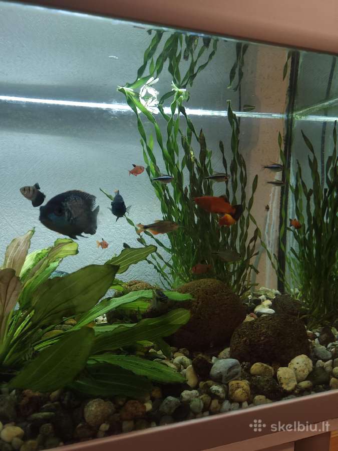Akvariumas 160 litrų - nuotraukos Nr. 4