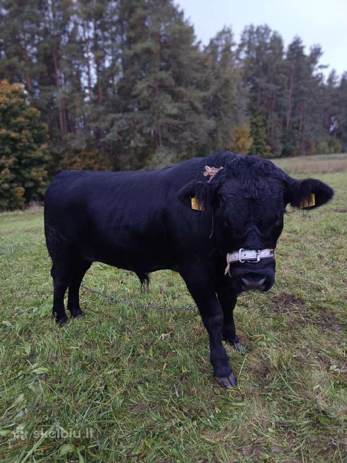 Parduodu X mėsini jautuką - nuotraukos Nr. 3