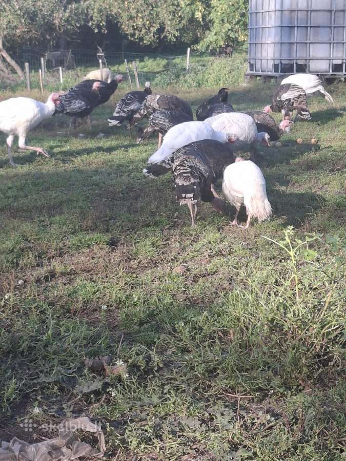 Naminiai kalakutai vnt 20€ - nuotraukos Nr. 2