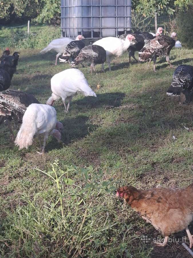Naminiai kalakutai vnt 20€ - nuotraukos Nr. 3