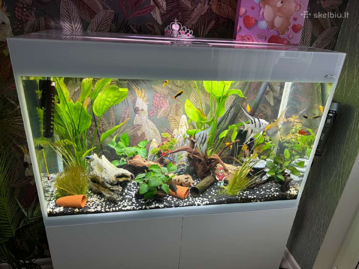 Akvariumas - nuotraukos Nr. 3