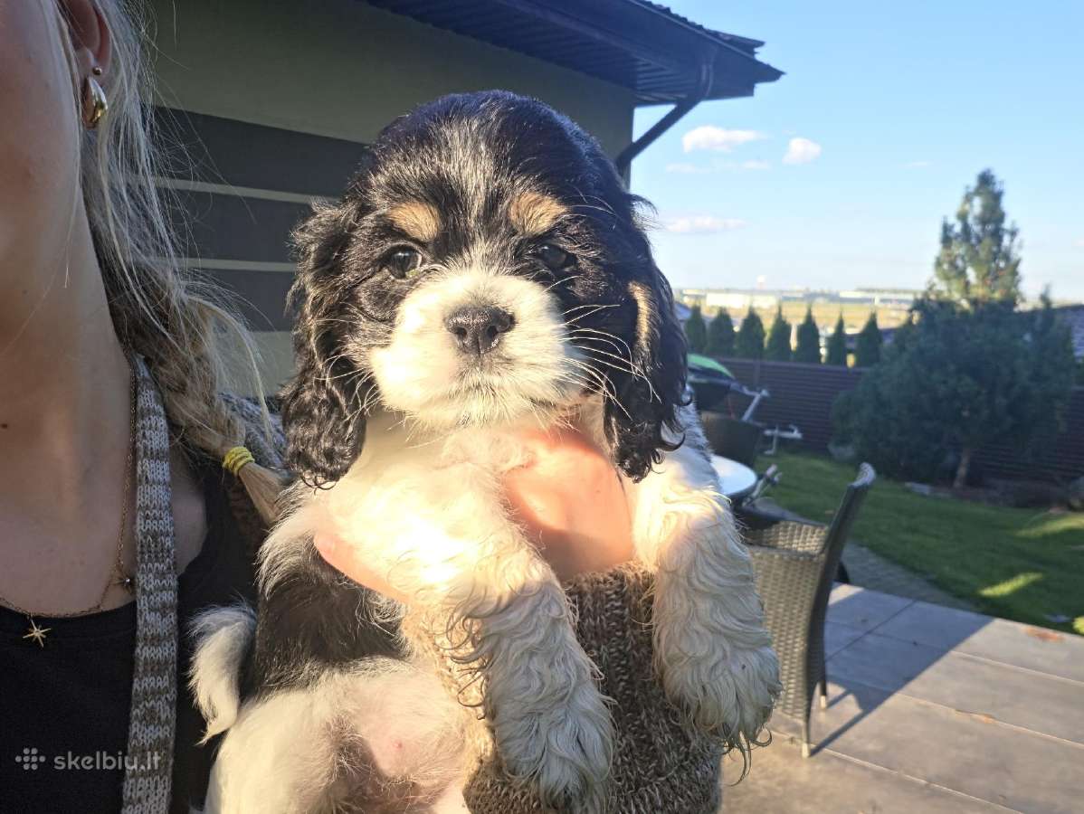 Amerikiečių koker spanielis - nuotraukos Nr. 6