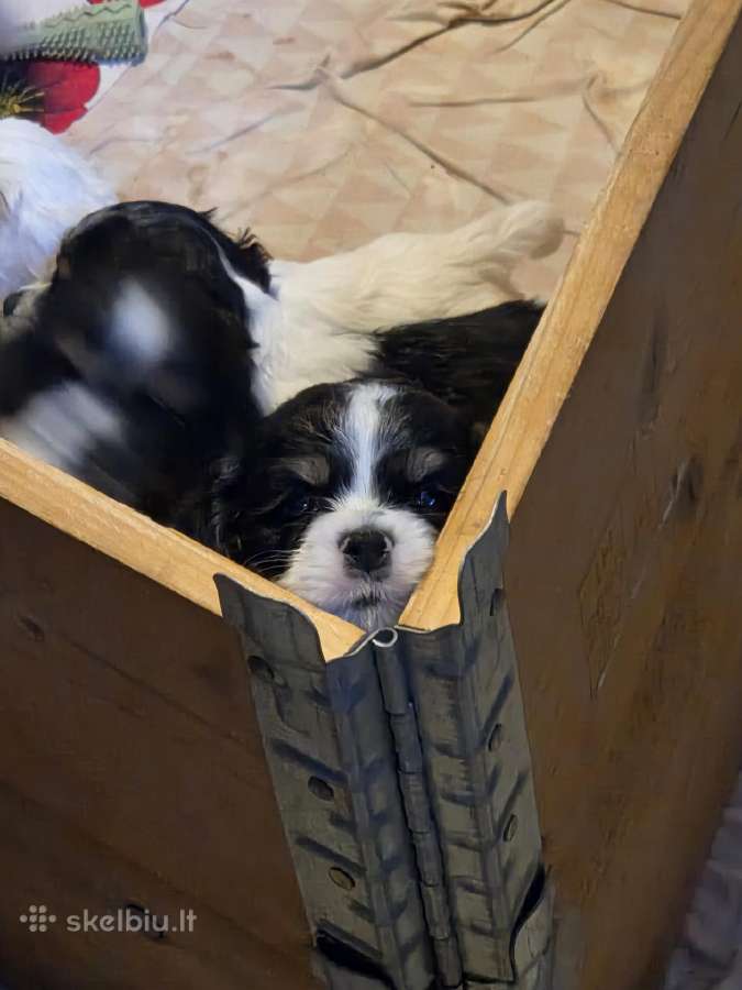 Amerikiečių koker spaniel - nuotraukos Nr. 2