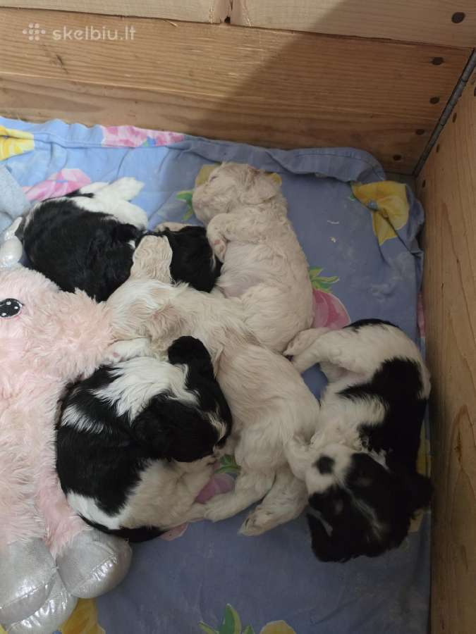 Amerikiečių koker spaniel - nuotraukos Nr. 3