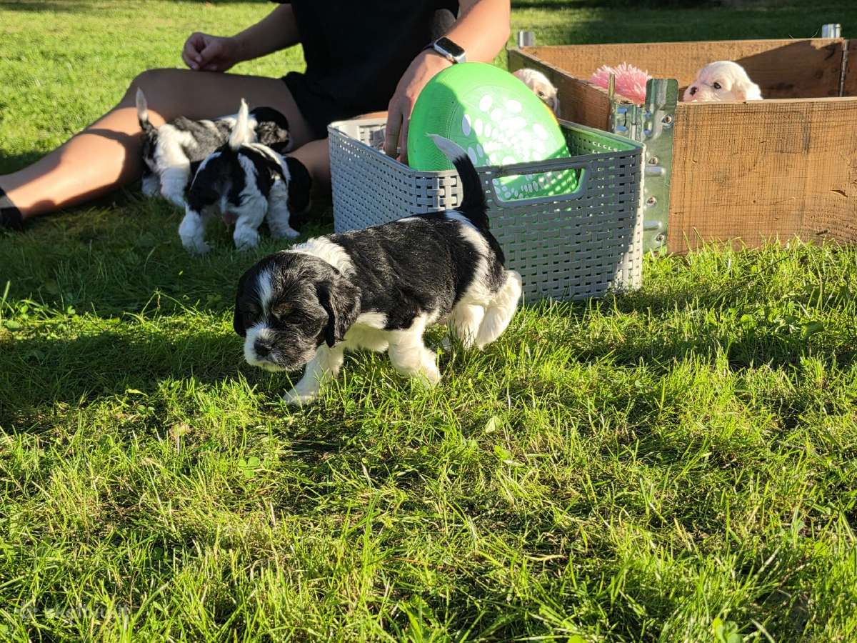 Amerikiečių koker spaniel - nuotraukos Nr. 4