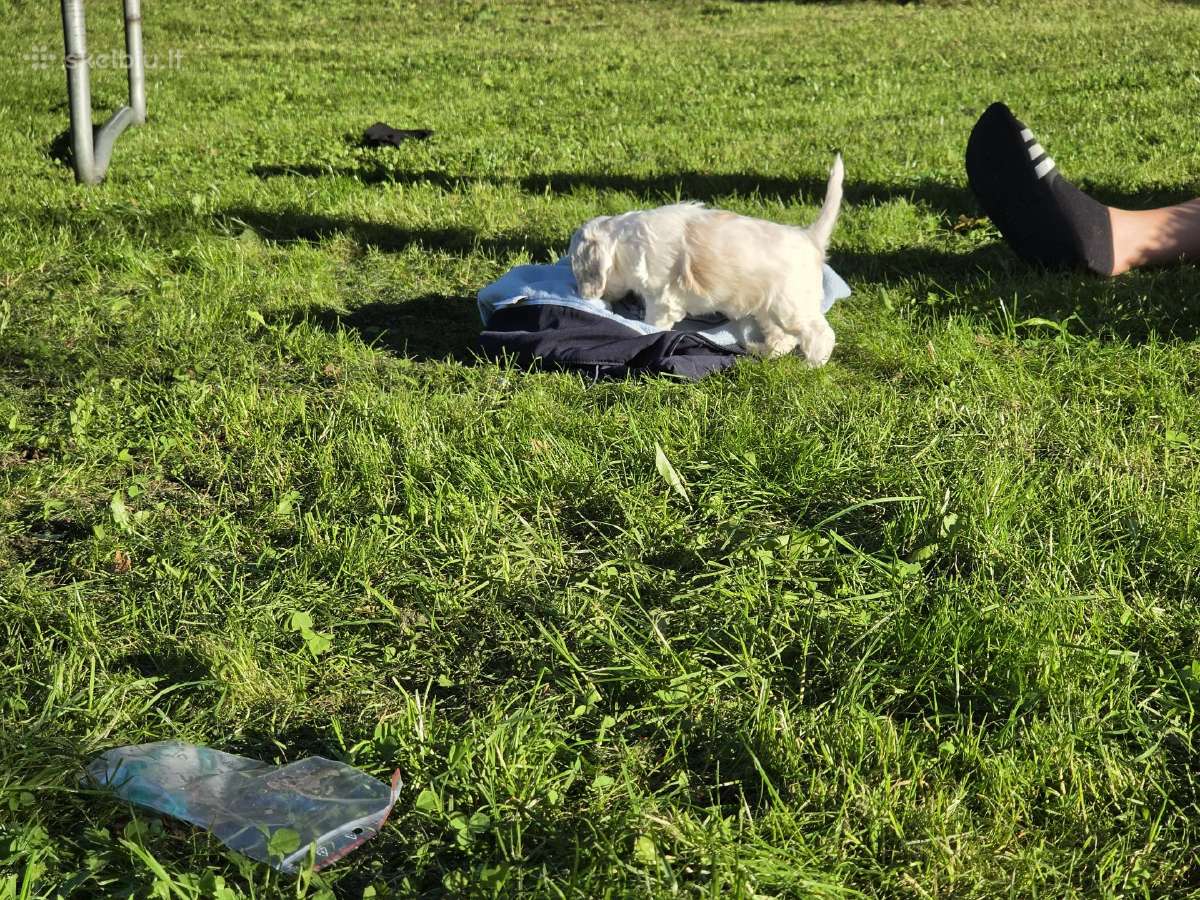 Amerikiečių koker spaniel - nuotraukos Nr. 7