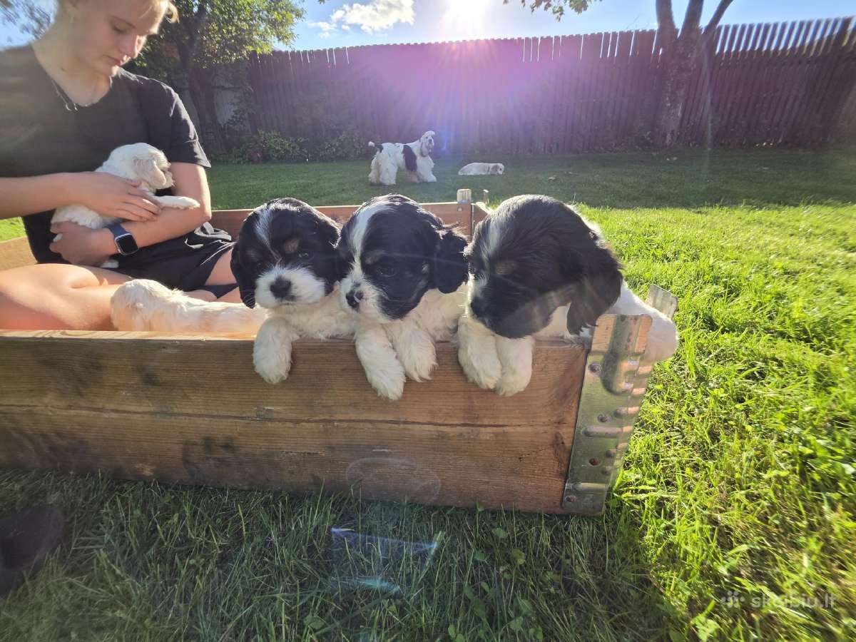 Amerikiečių koker spaniel - nuotraukos Nr. 8