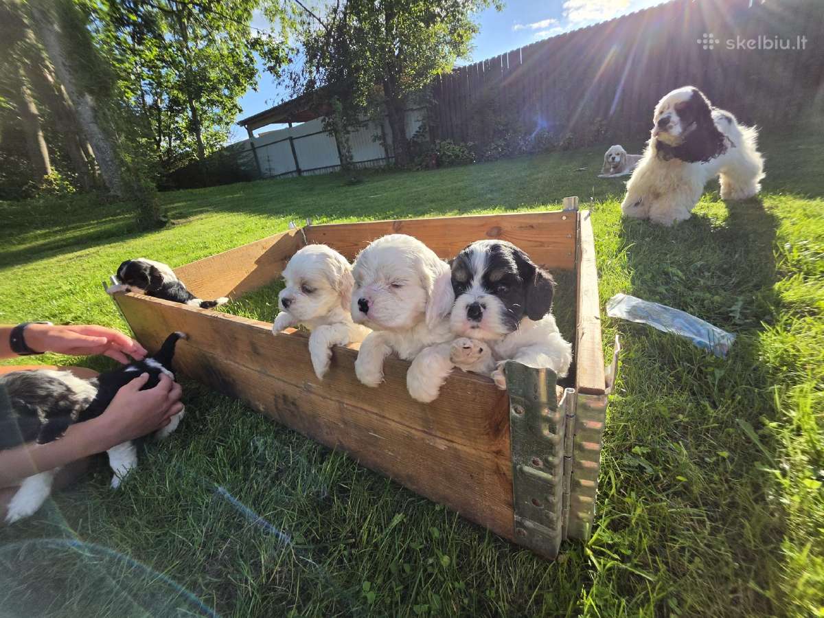 Amerikiečių koker spaniel - nuotraukos Nr. 9