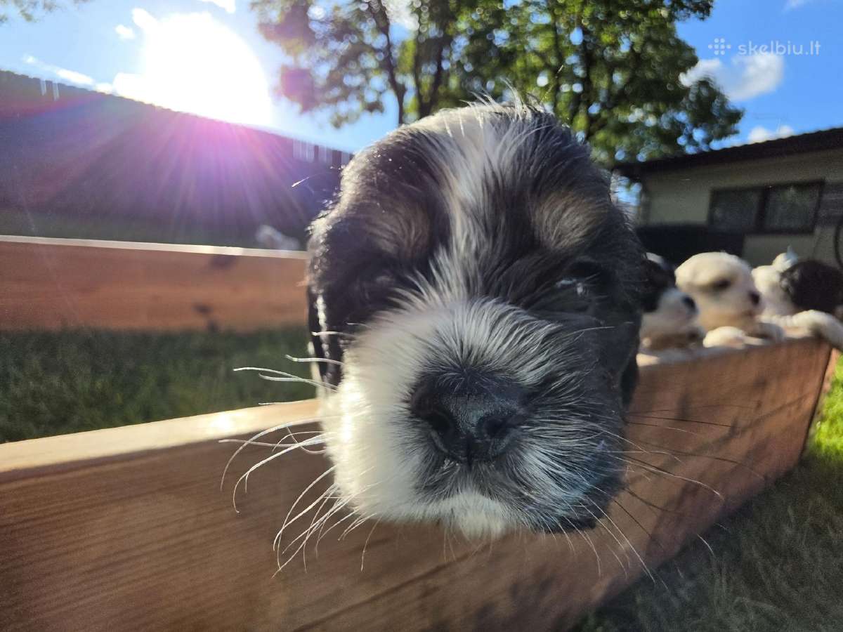 Amerikiečių koker spaniel - nuotraukos Nr. 10