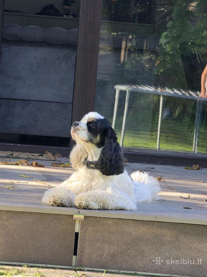 Amerikiečių koker spaniel - nuotraukos Nr. 11