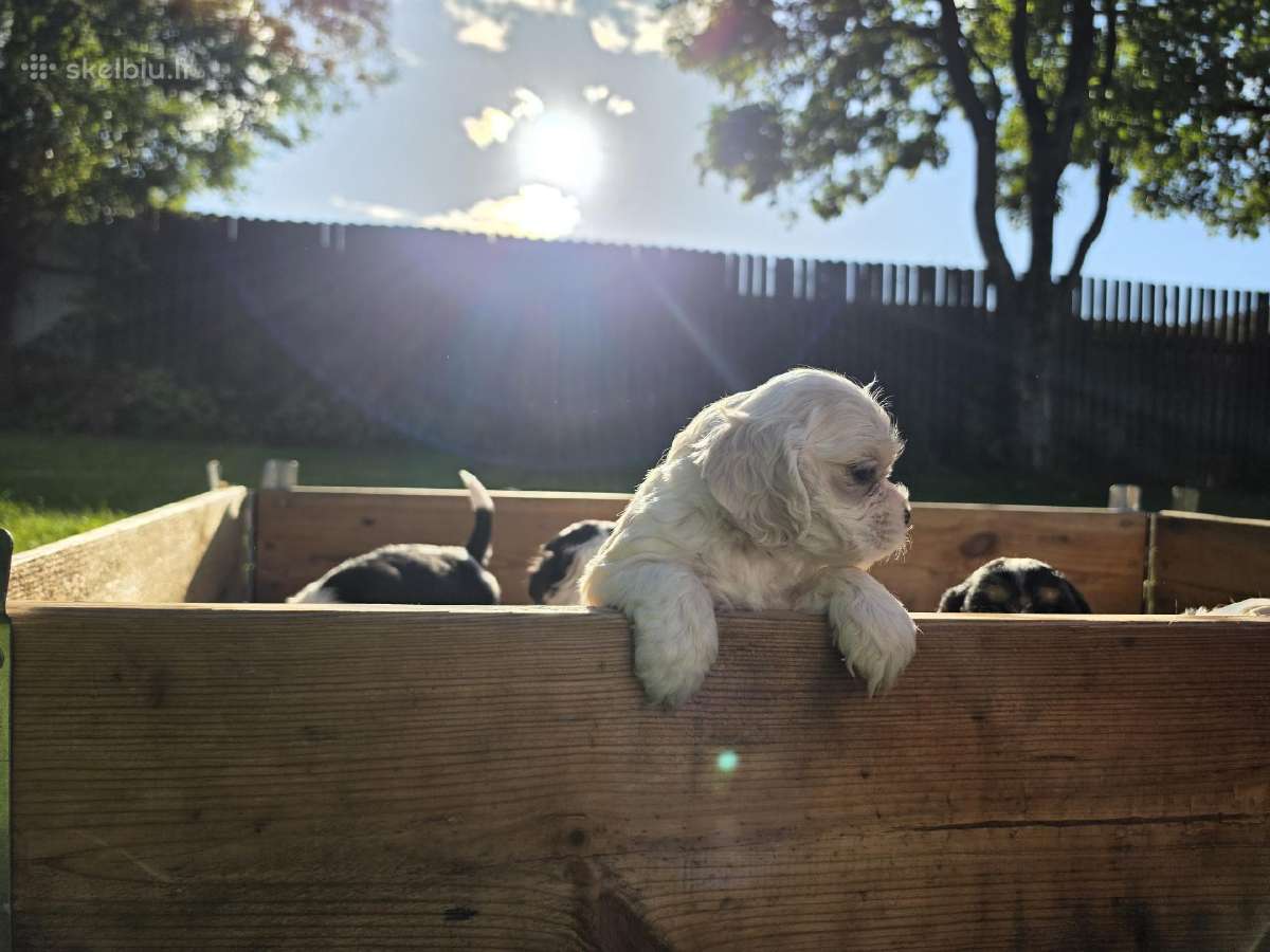 Amerikiečių koker spaniel - nuotraukos Nr. 12